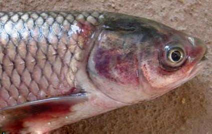 草鱼三病具体指的是什么?有什么防治措施?_疾病