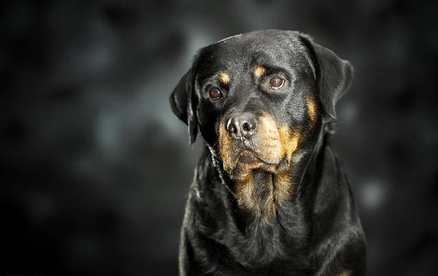 因为|饲养罗威纳犬的人极少，原来是这五个原因！