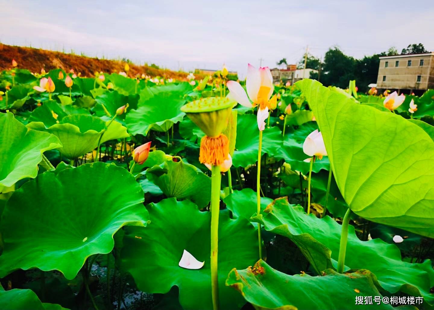 安徽多地千亩荷花争相开放 食用