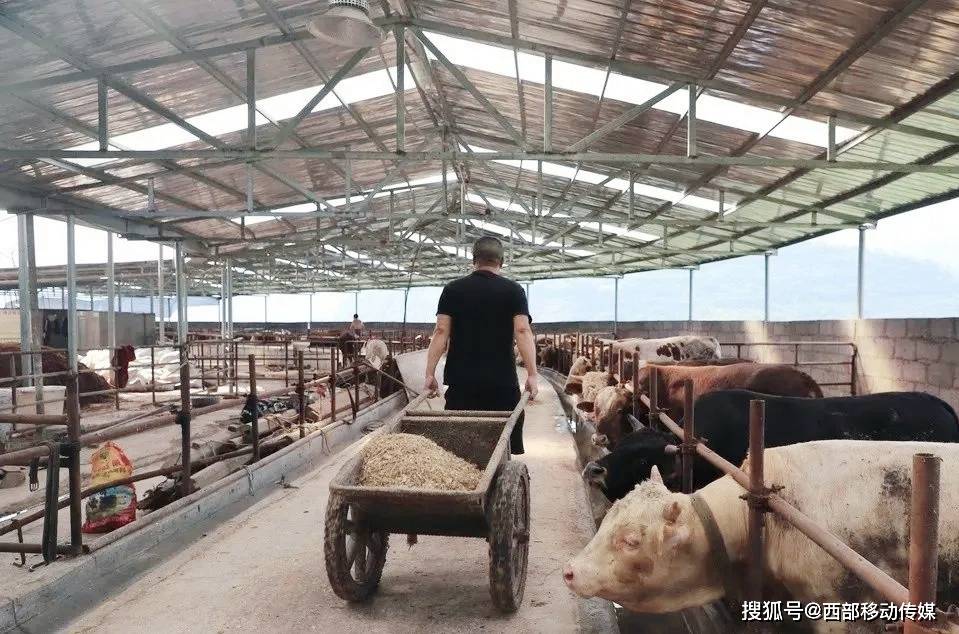 致富经养殖_致富养殖好项目_致富养殖业
