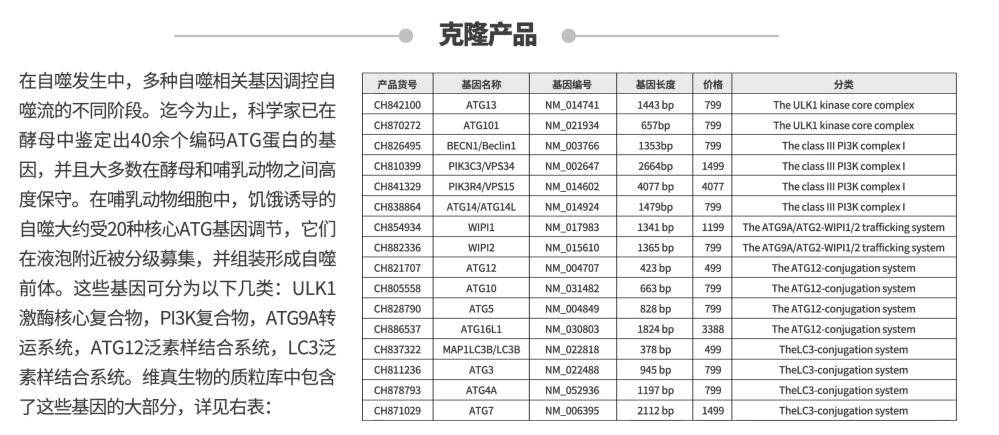 Atg|关于『细胞自噬』，看这一篇就够了！