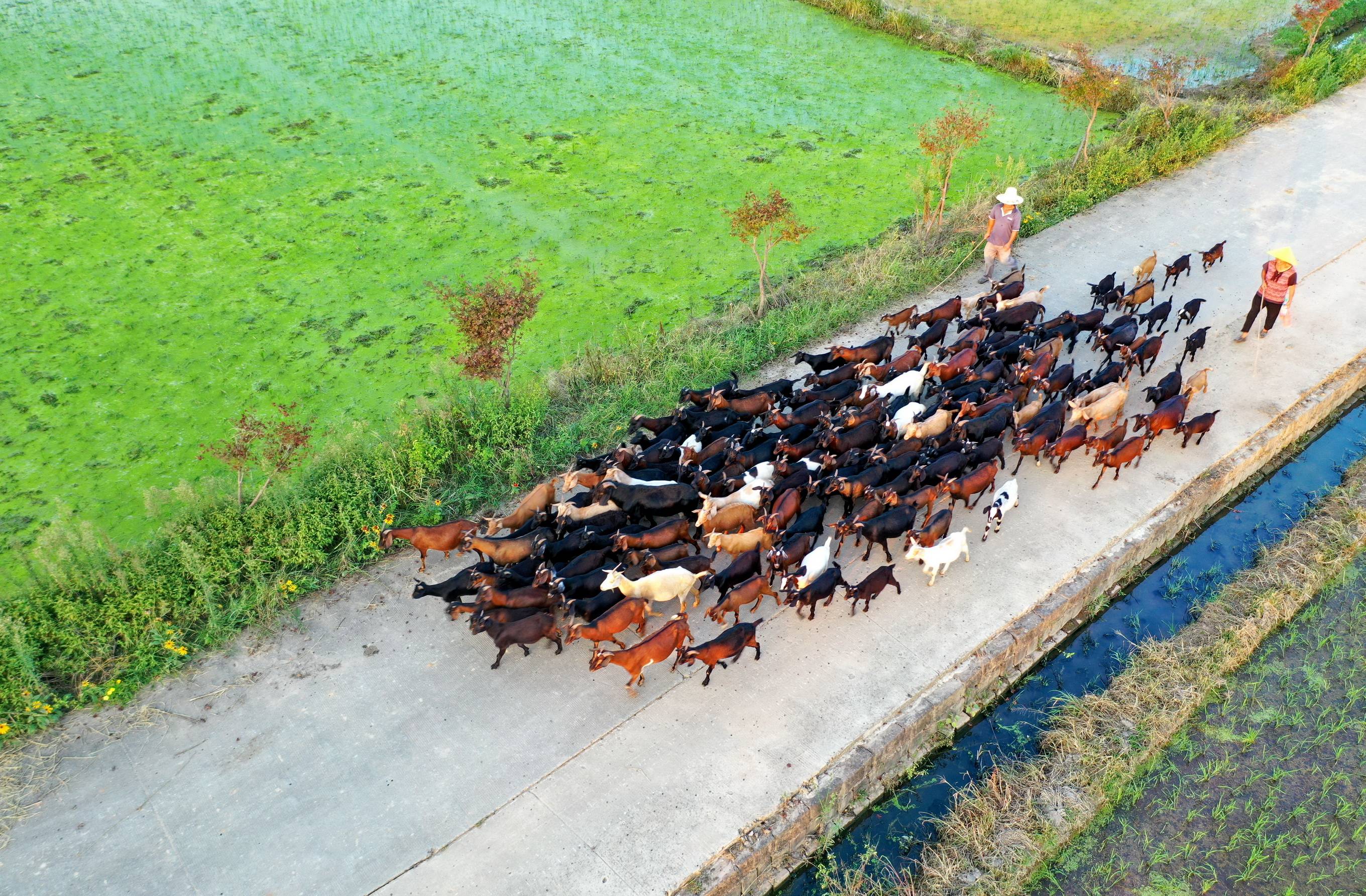 田间示范秀养羊图片