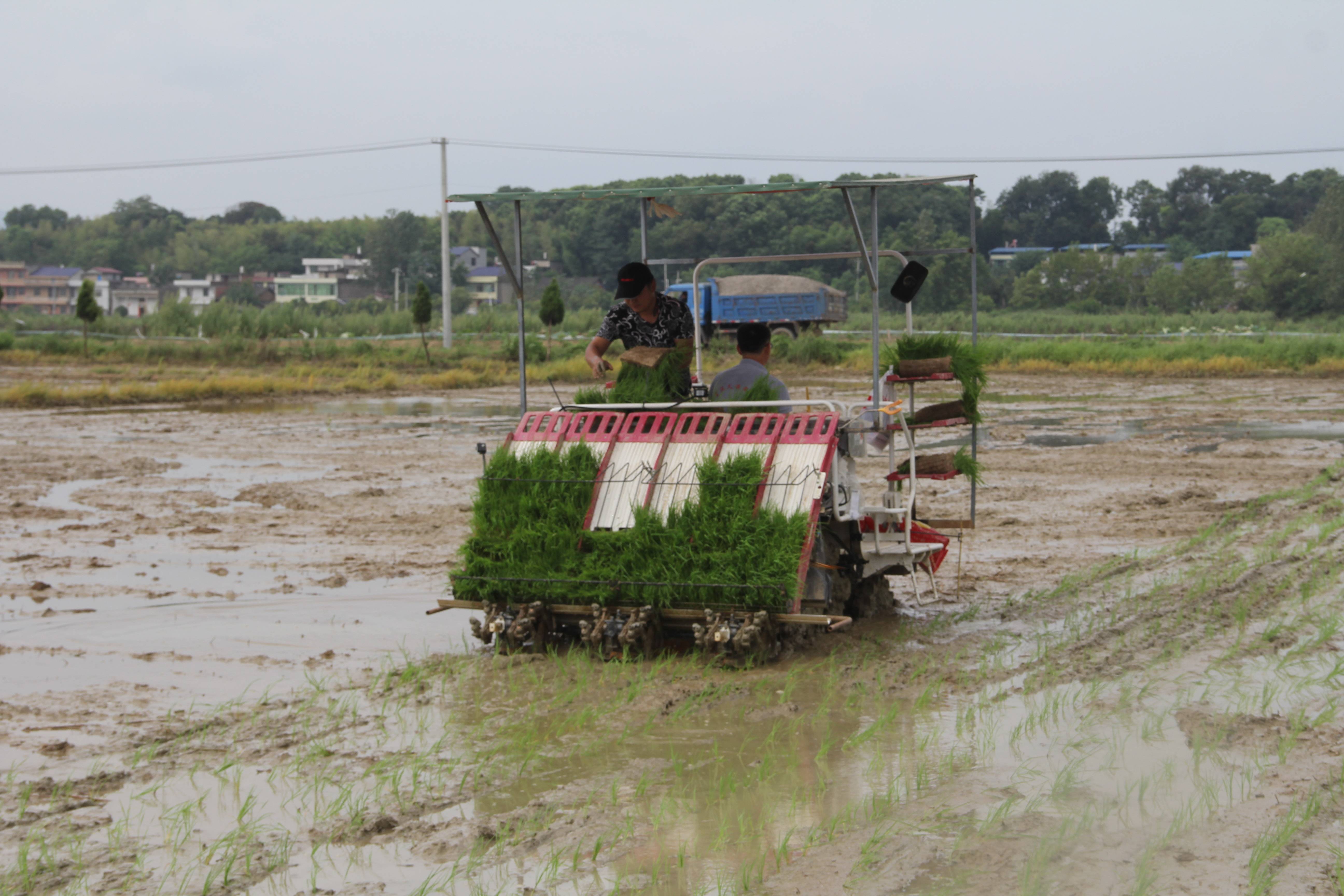 阳新推广水稻机插秧同步侧深施肥新技术