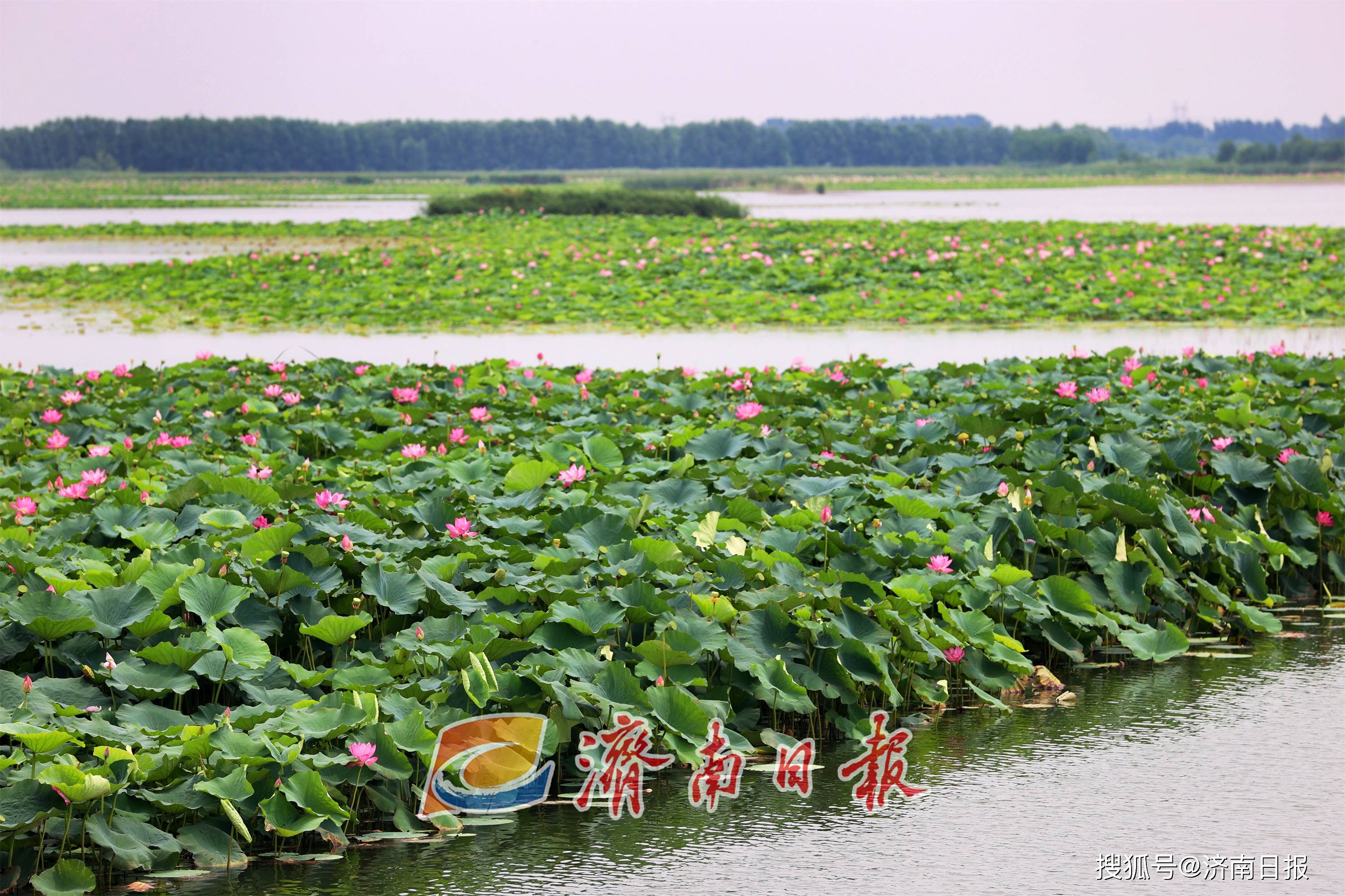 盛夏,位於濟南章丘區的白雲湖國家溼地公園進入一年中最美的時節,溼地