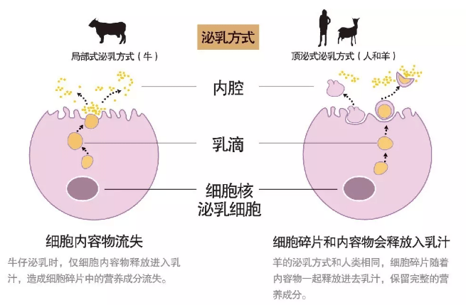 另外羊的泌乳方式与人类相似,所以羊奶营养保留更丰富