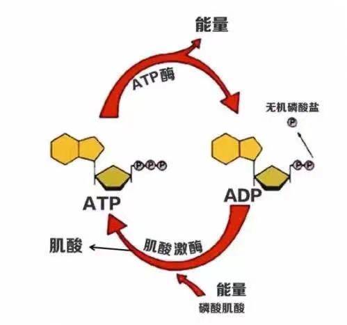 生成二磷酸腺苷 (adp) 和pi,产生的自由能是补充细胞代谢的主要燃料