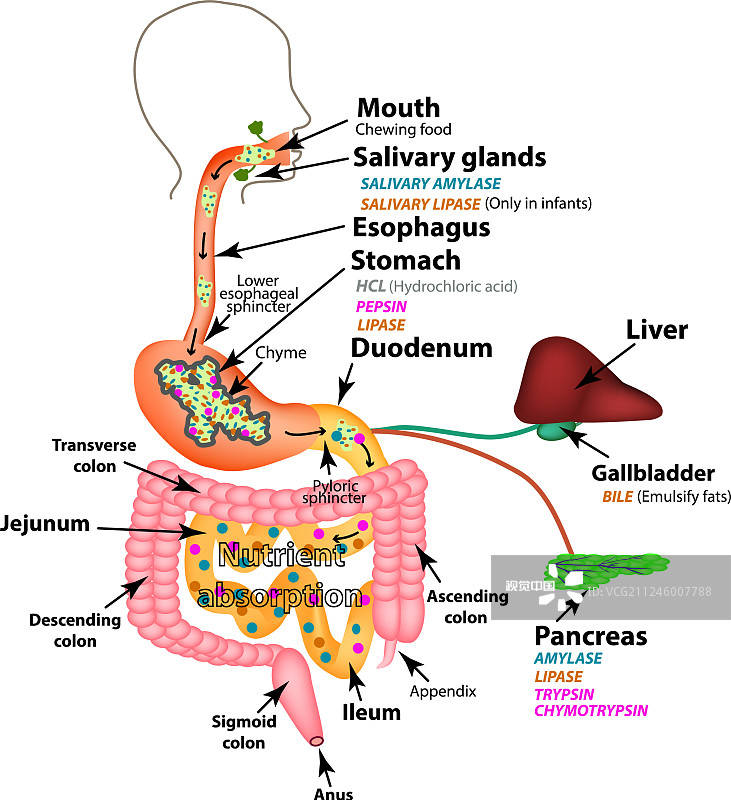 同样的岁数如何做到比同龄人看起来更年轻