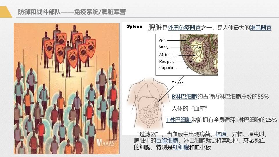 应用|胰腺癌综合治疗大讲堂-免疫治疗专讲主题活动回顾1
