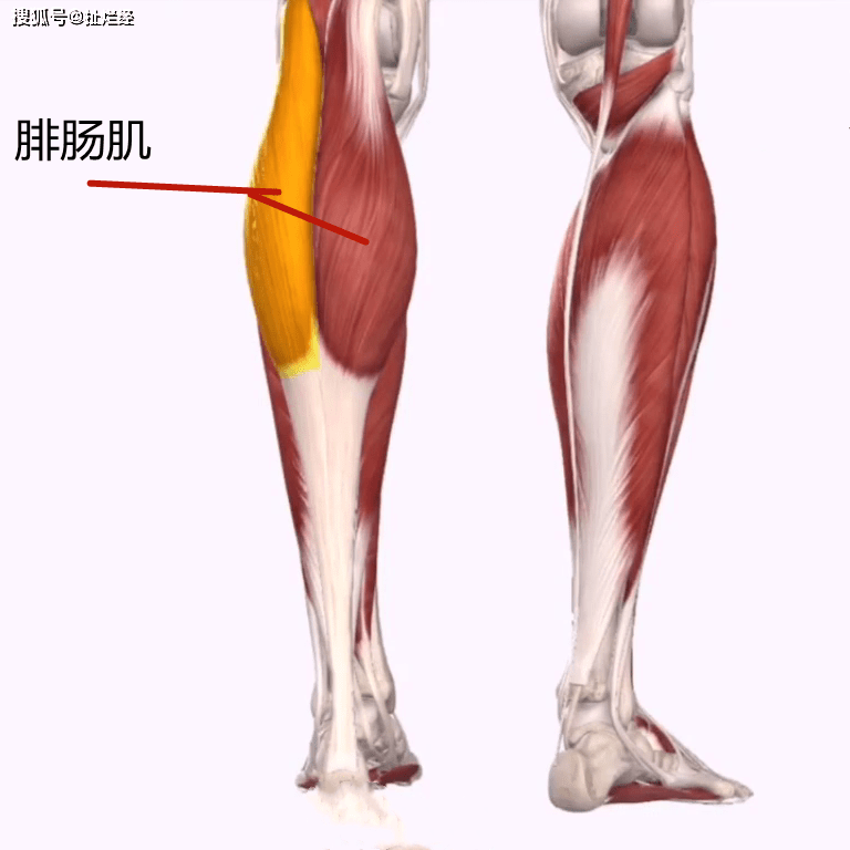 小腿神经离断瘦腿手术就是通过切断小腿腓肠肌的内