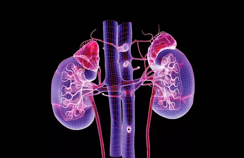 肾脏|研究发现，干细胞治疗肾脏疾病主要通过其免疫调节功能及抗炎作用