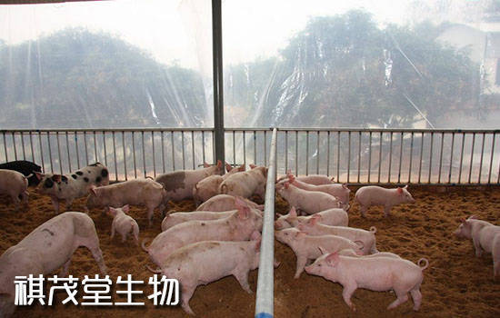 2021养猪业年中盘点：一大事件，两大政策，三大趋势！养猪业可持续健康发展！_生猪