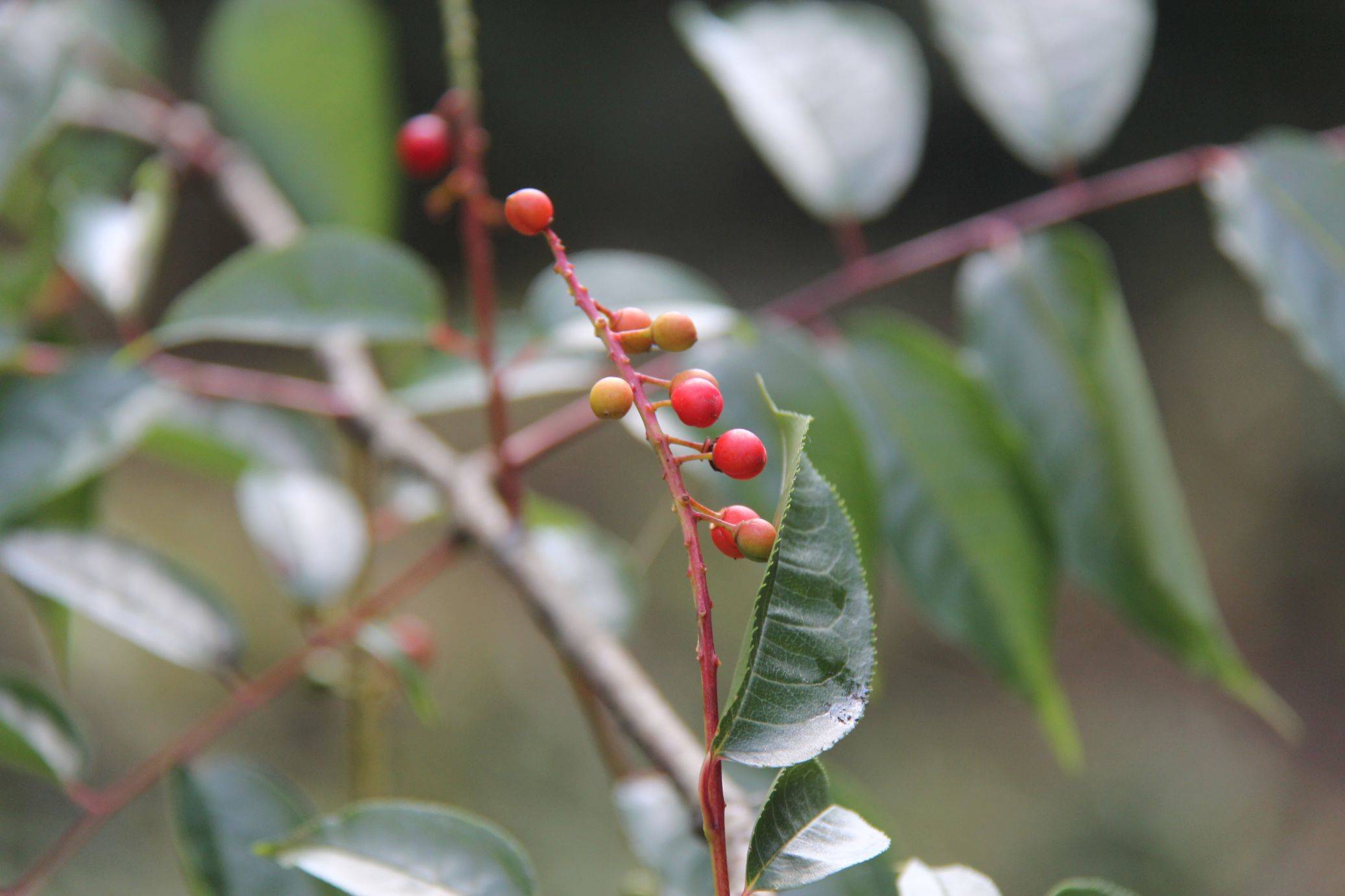 庆元植物1425蔷薇科稠李属灰叶稠李