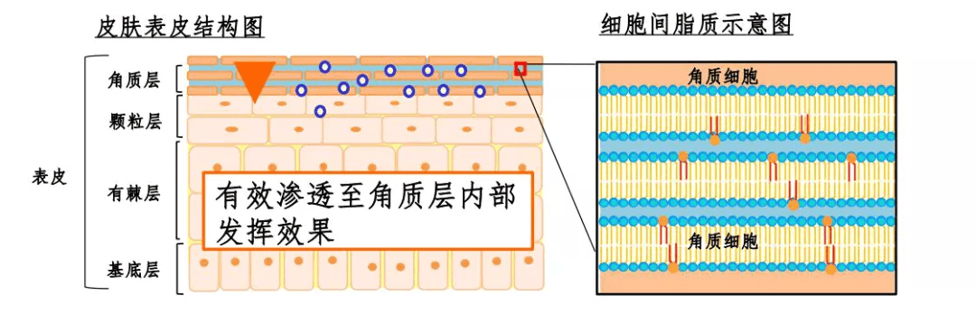 补充|修复皮肤屏障，不妨这样做