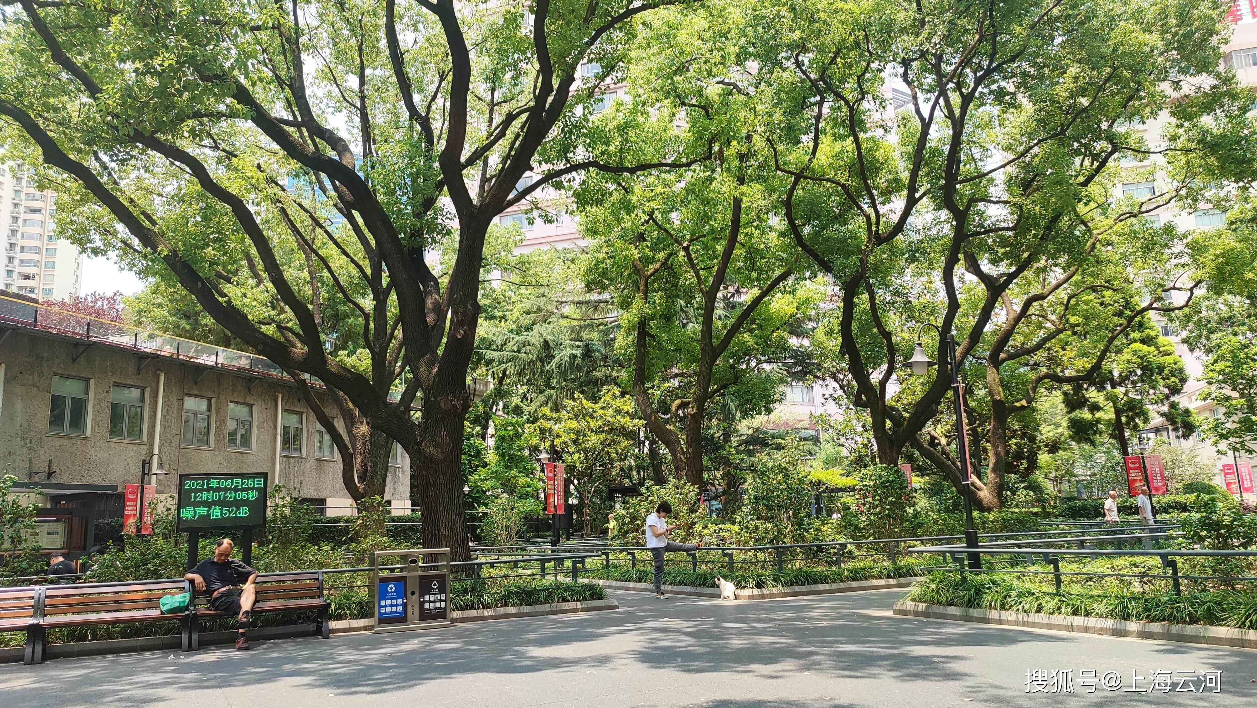 上海街景 梧桐树图片