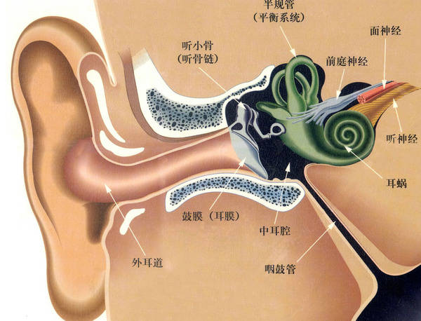 内耳的结构
