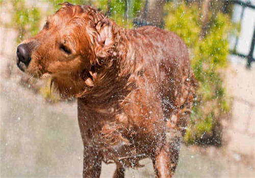 怎么养狗狗毛比较亮 d299ae1f2f2d46c8999587a09c362ed8.jpeg