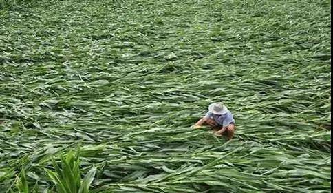 养殖业|霉菌毒素为什么是隐性杀手？看看它的这五大特点就知道