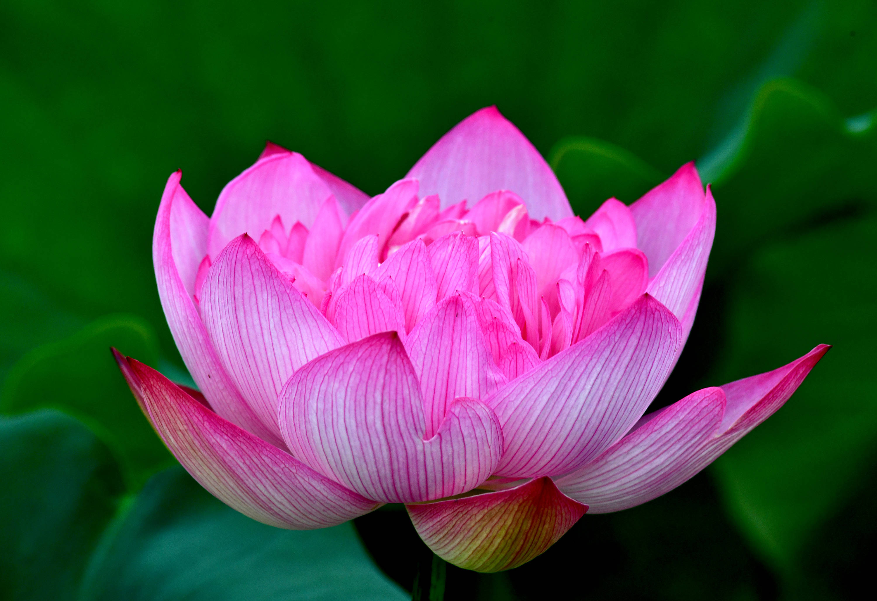 圆明园里观荷花九荷花品鉴下