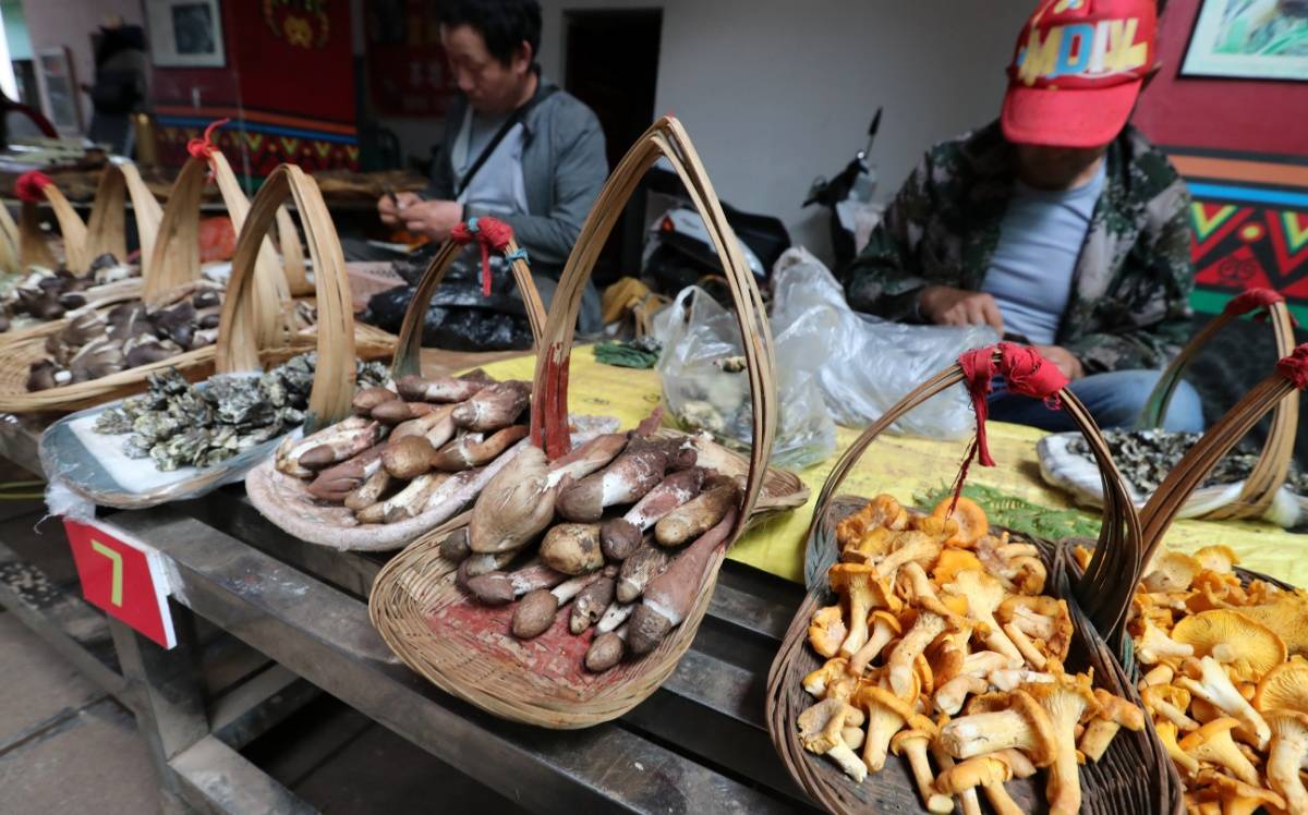 在热闹异常的罗婺彝寨野生菌交易市场,大量上市的鸡枞,干巴菌,青头菌