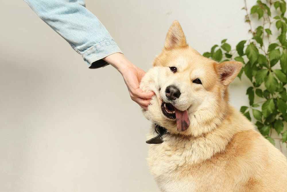 狗狗吃屎怎麼辦