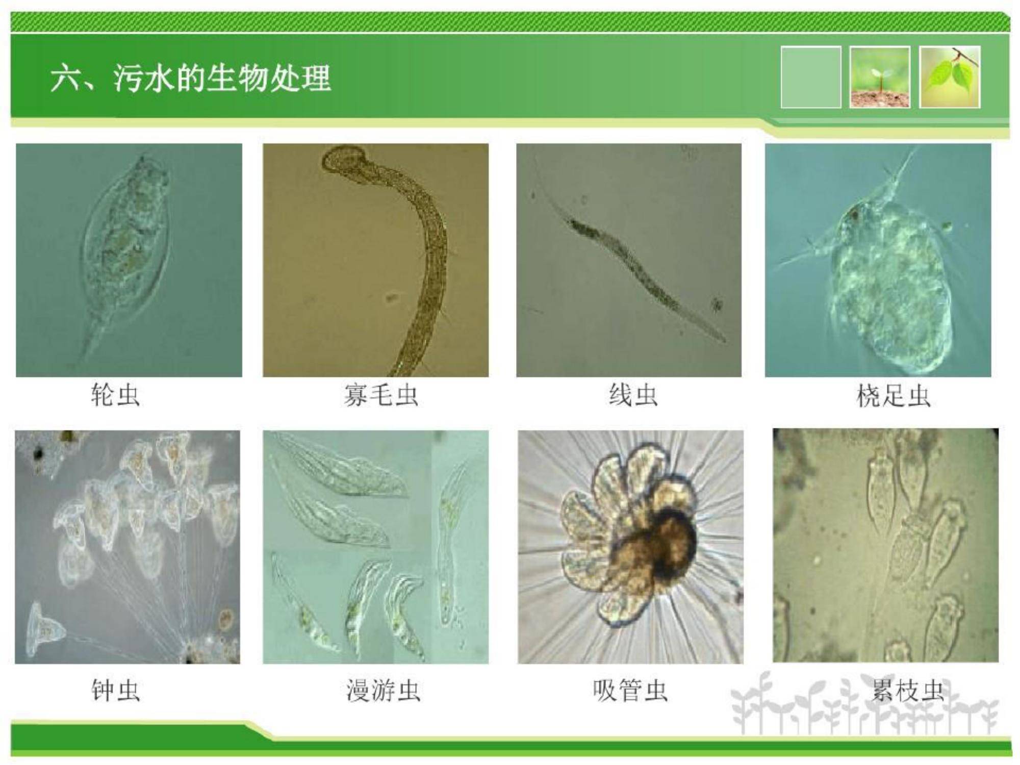 水中常见微生物图谱图片