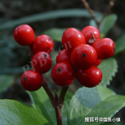 國醫小鎮中草藥科普草珊瑚是一種藥用植物望悉知