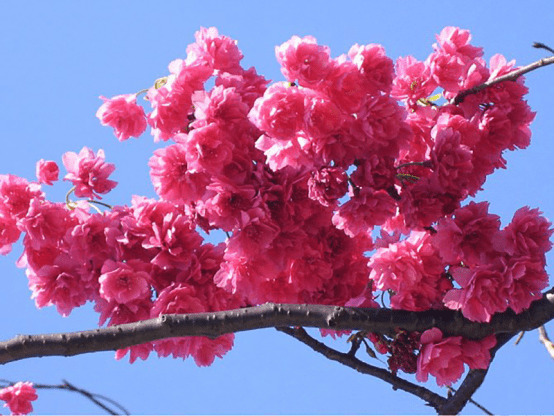 台湾牡丹樱花,樱花中的佼佼者!