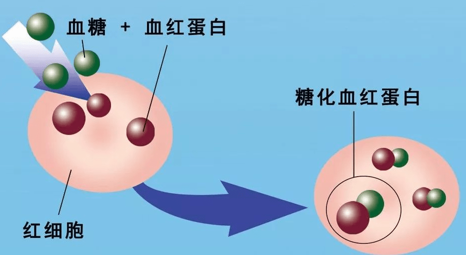 时间|判断血糖稳定的依据是什么