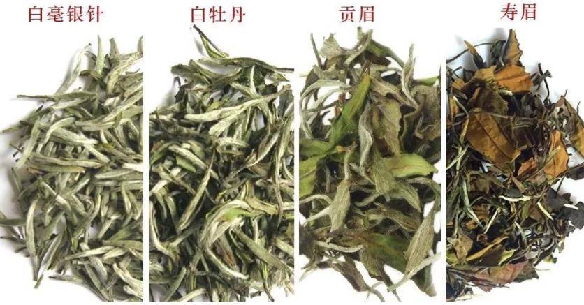 新手应该怎么了解白茶 怎么分清不同的白茶品种 白牡丹