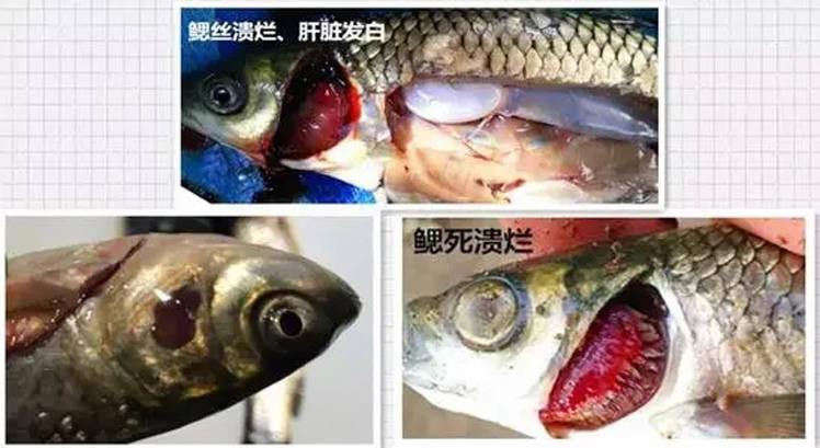 爛鰓病,腸炎病等細菌性疾病,需要重點關注的區域是淡水魚類池塘高密度