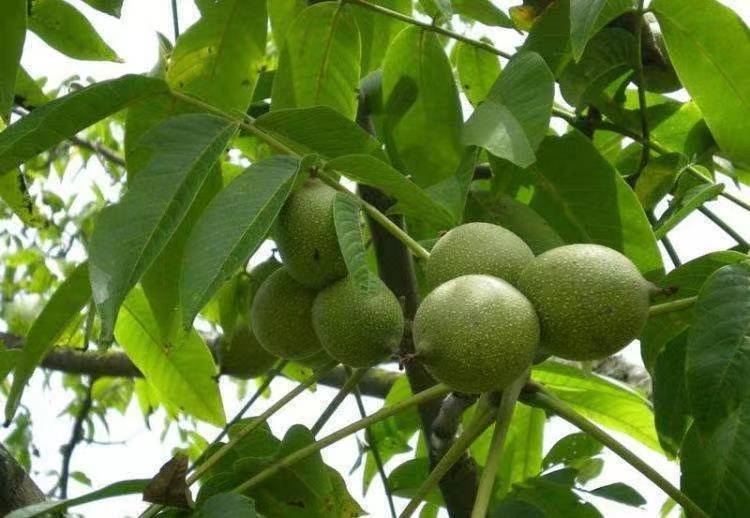 文玩核桃马上大量上市新手玩家快来避坑