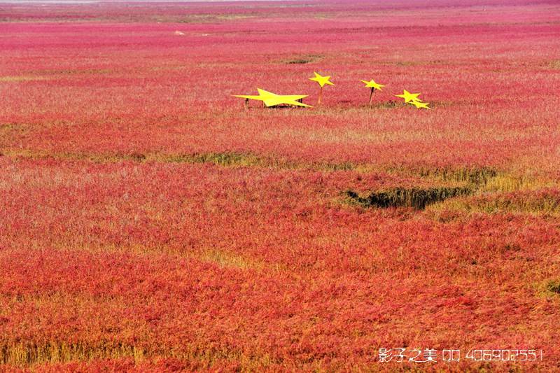 嫣红|红海滩稻田画 一幅秀美农田画卷