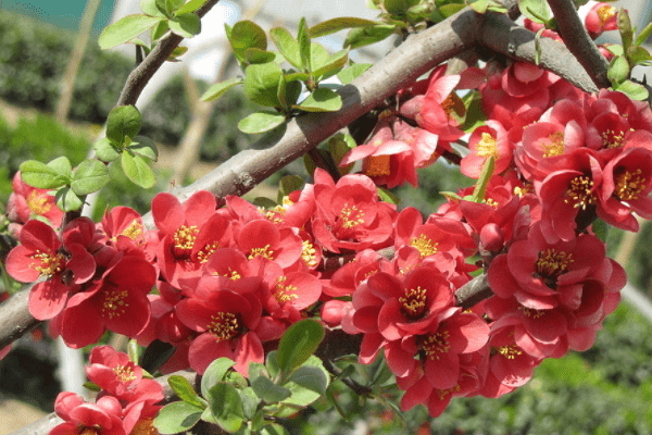 好属相排行_十二生肖1月财运排行2015财运最好的属相都有哪些