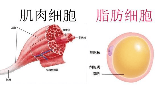 脂肪可以转变成肌肉 No 肌肉离不开hmb的作用 运动