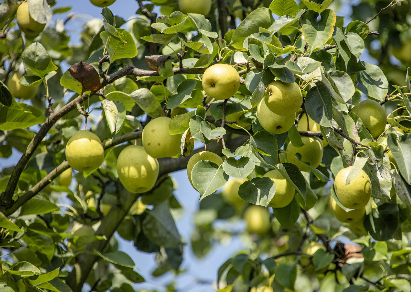 四川仁寿曹家梨喜获丰收