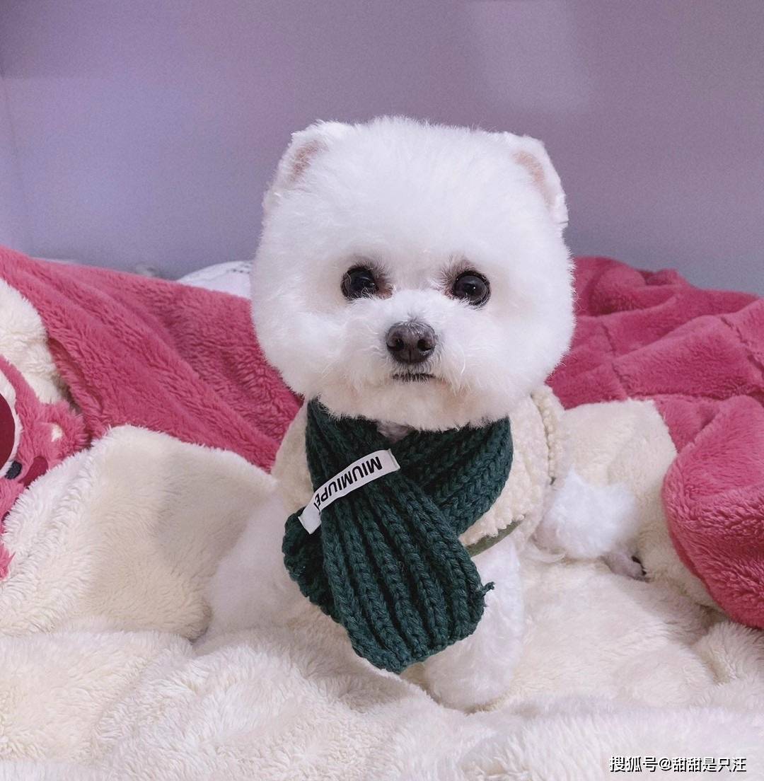 智商|什么狗适合新手养？第一次养狗选择泰迪还是金毛比较好？