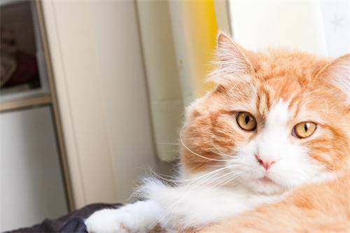 猫咪吃塑料嘴怎么办