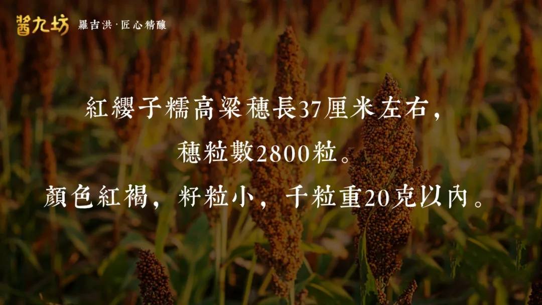 酿酒|酱九坊观点 | 为什么糯高粱酿造的酱酒最香。