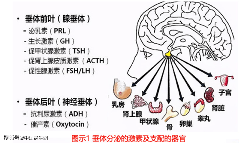 脑垂体分泌生长激素图片