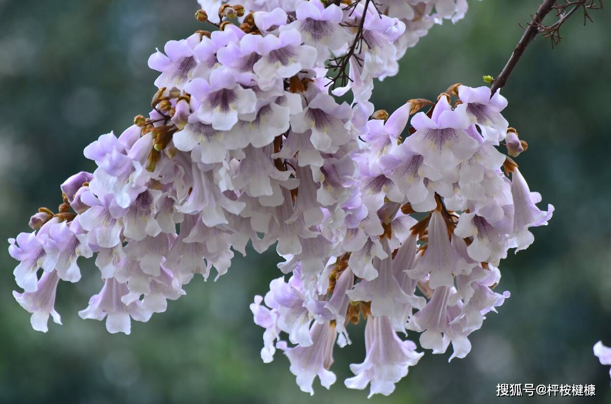 铆足"三股劲" 做"焦桐"干部