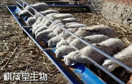 症状|羊传染性胸膜肺炎的症状和原因，羊传染性胸膜肺炎怎么预防和治疗？用什么药？