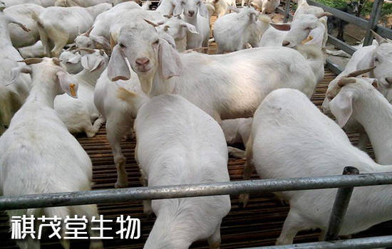 症状|羊传染性胸膜肺炎的症状和原因，羊传染性胸膜肺炎怎么预防和治疗？用什么药？