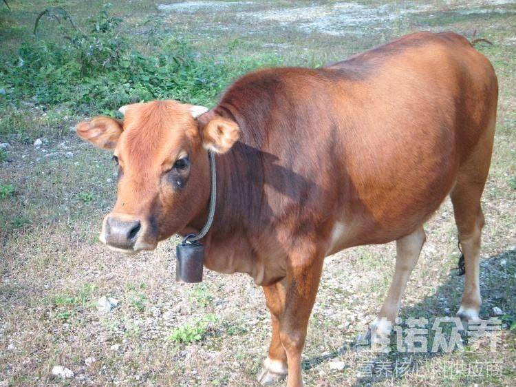 什么是黄牛现象 eb3ffe2babed4fa39d87dd676e33e98e.jpeg