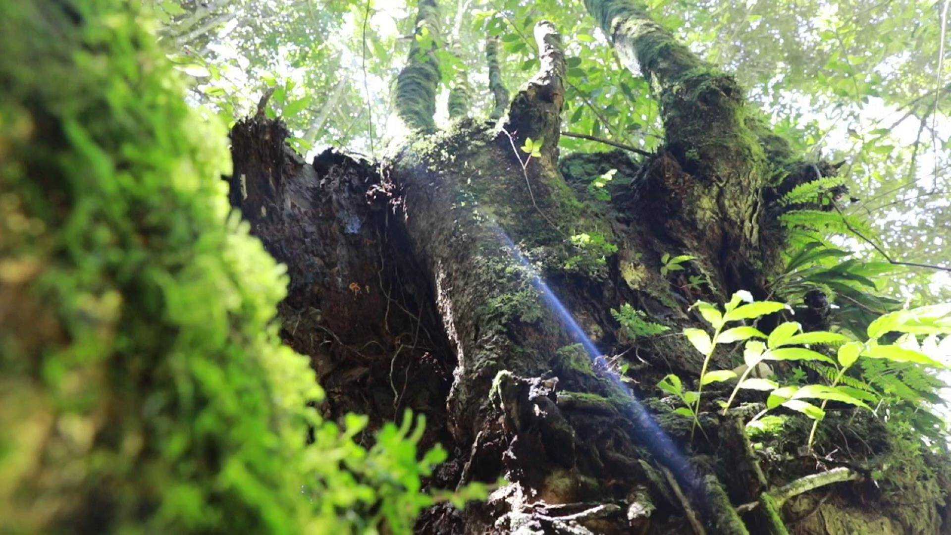 善洲林场万物和谐的美丽世界