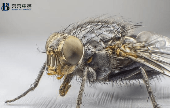 除虫公司总结最有效的果蝇防治方法