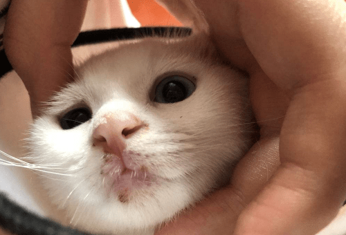 养猫经验 猫口炎传染人怎么办 猫咪