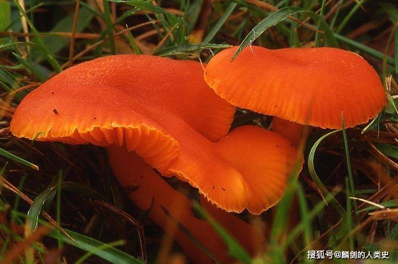 【地球生物全系列——从单细胞到人类】伞菌目—蜡伞科_真菌