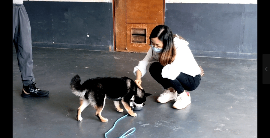 3岁黑色柴犬护食不听话番禺宠友只能将狗狗送到训狗基地接受训练