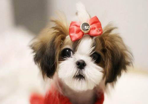 家有爱犬 幼犬一般都吃什么 不同阶段的幼犬喂食方法参考 狗狗