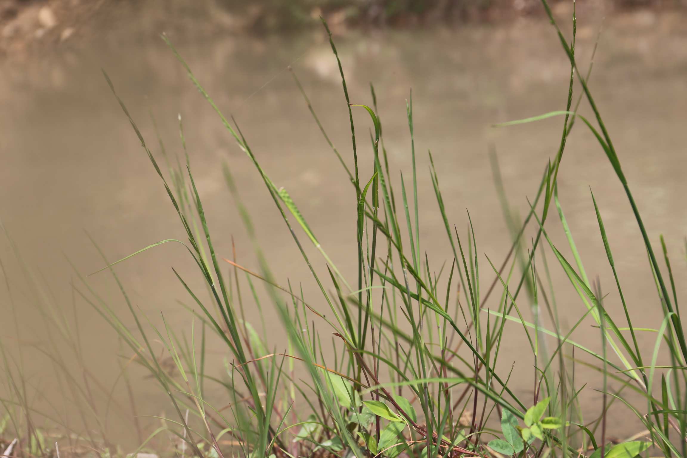 庆元植物1439-禾本科-甜茅属-甜茅